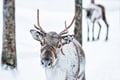 Meeting point At Maakuntakatu 31 Lapland Royal Adventures Office, or pick up.  .