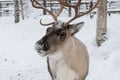 Rovaniemi Reindeer Safari Sleigh Ride 1h