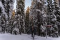 Private Electric Fatbike Tour in Winter