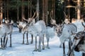 REINDEER FARM VISIT a real authentic experience