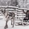 REINDEER FARM VISIT a real authentic experience 