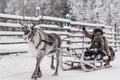 REINDEER FARM VISIT a real authentic experience