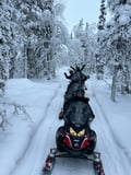 A SNOWMOBILE SAFARI 2,5h, in snowy forest, Levi