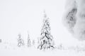 Frozen Wonderland: Riisitunturi Winter Photography Hike