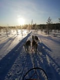 Husky safari sleddog