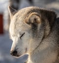 Husky safari sleddog