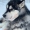 Husky safari sleddog