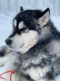 Husky safari sleddog