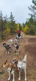 Husky safari sleddog