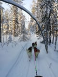 Husky safari sleddog