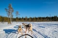 Husky safari sleddog