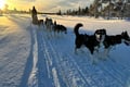 THE FAMILY & HUSKY FUN with Real Huskies (2km husky ride)