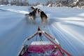 THE FAMILY & HUSKY FUN with Real Huskies (2km husky ride)