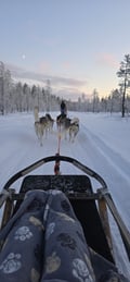 THE FAMILY & HUSKY FUN with Real Huskies (2km husky ride)