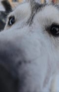 THE FAMILY & HUSKY FUN with Real Huskies (2km husky ride)