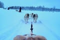 THE FAMILY & HUSKY FUN with Real Huskies (2km husky ride)