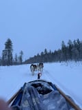 THE FAMILY & HUSKY FUN with Real Huskies (2km husky ride)