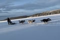 THE FAMILY & HUSKY FUN with Real Huskies (2km husky ride)