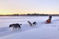 THE FAMILY & HUSKY FUN with Real Huskies (2km husky ride)