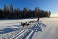 THE FAMILY & HUSKY FUN with Real Huskies (2km husky ride)