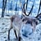 Private: Feed the Reindeers - Snowmobile Safari