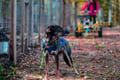 Husky Cart Ride in Autumn (5km)