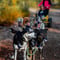 Husky Cart Ride in Autumn (5km)