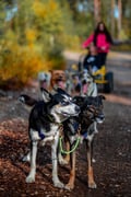 Husky Cart Ride in Autumn (5km)