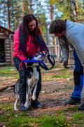 Husky Cart Ride in Autumn (5km)