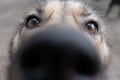 The Ultimate Arctic Animals Trip in Lapland