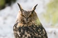 The Ultimate Arctic Animals Trip in Lapland