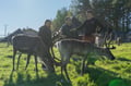 The Ultimate Arctic Animals Trip in Lapland
