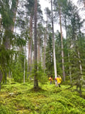Berry Picking in a National Park
