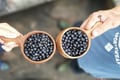 Berry Picking in a National Park