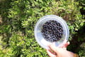 Berry Picking in a National Park