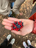 Berry Picking in a National Park