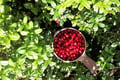 Berry Picking in a National Park