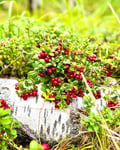 Berry Picking in a National Park