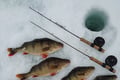Ice fishing trip at Lake Inari