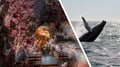 Whale tail emerging from the ocean with lava cave imagery representing Iceland adventure experiences
