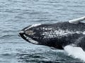Close-up view of a whale surfacing during a whale watching tour