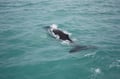 Dolphin swimming near the ocean surface in Icelandic waters