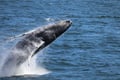Whale Watching tour from Reykjavik
