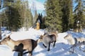 E-Fatbike Safari & Reindeer Herder’s Day with Lunch, Levi