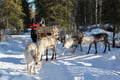 E-Fatbike Safari & Reindeer Herder’s Day with Lunch, Levi