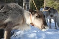 E-Fatbike Safari & Reindeer Herder’s Day with Lunch, Levi