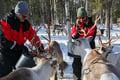 E-Fatbike Safari & Reindeer Herder’s Day with Lunch, Levi