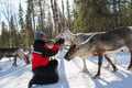 E-Fatbike Safari & Reindeer Herder’s Day with Lunch, Levi