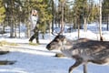 E-Fatbike Safari & Reindeer Herder’s Day with Lunch, Levi