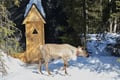 E-Fatbike Safari & Reindeer Herder’s Day with Lunch, Levi